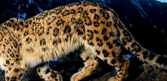 A Snow leopard Panthera uncia traversing a rocky slope in India © National Geographic Stock / Steve Winter / WWF