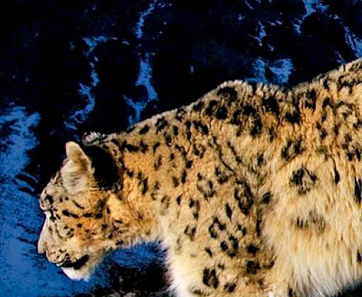 Snow leopard summit marks halfway point for saving the guardian of Asia’s high mountain ecosystems