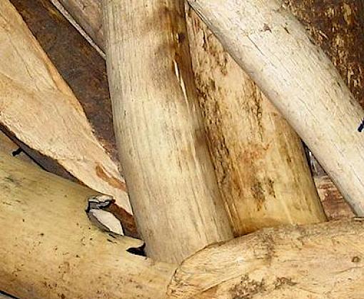 Chinese authorities cracked down on nearly 12,000 wildlife crime cases in three months