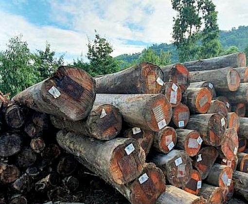 Timber Import in Viet Nam: paving the way towards Sustainable forest management and responsible timber trade