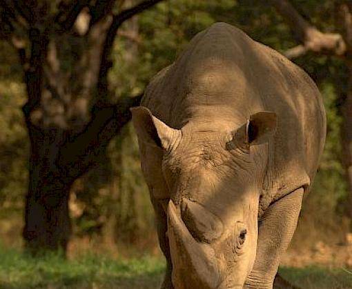Rhino poaching and illegal trade decline but remain critical threats – new report