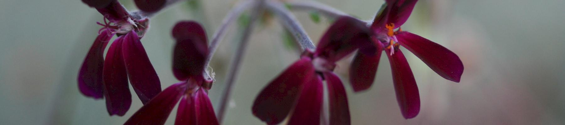 Pelargonium sidoides © woottensplants