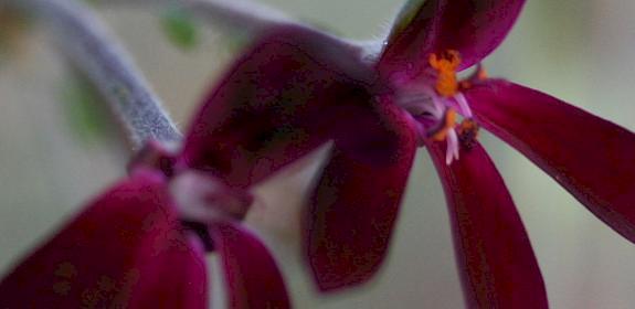 Pelargonium sidoides © woottensplants