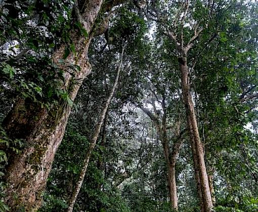 All hands on deck: The involvement of indigenous people and local communities in Central African rainforests strengthens the fight against the illegal timber trade