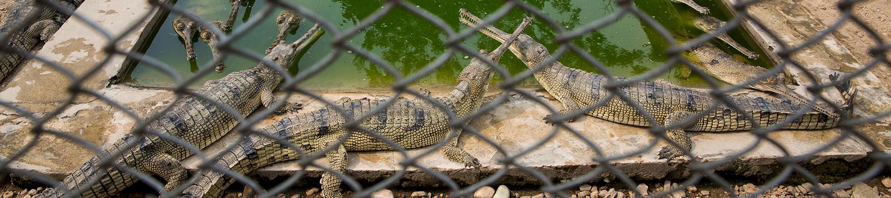 Cá sấu Ấn Độ nuôi nhốt tại Công viên quốc gia Hoàng gia Chitwan và Trung tâm nhân giống Gharial ở Nepal © Karine Aigner / WWF-US