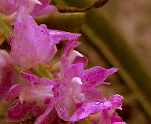 Protected orchids of India: New identification poster released to help strengthen wildlife law enforcement
