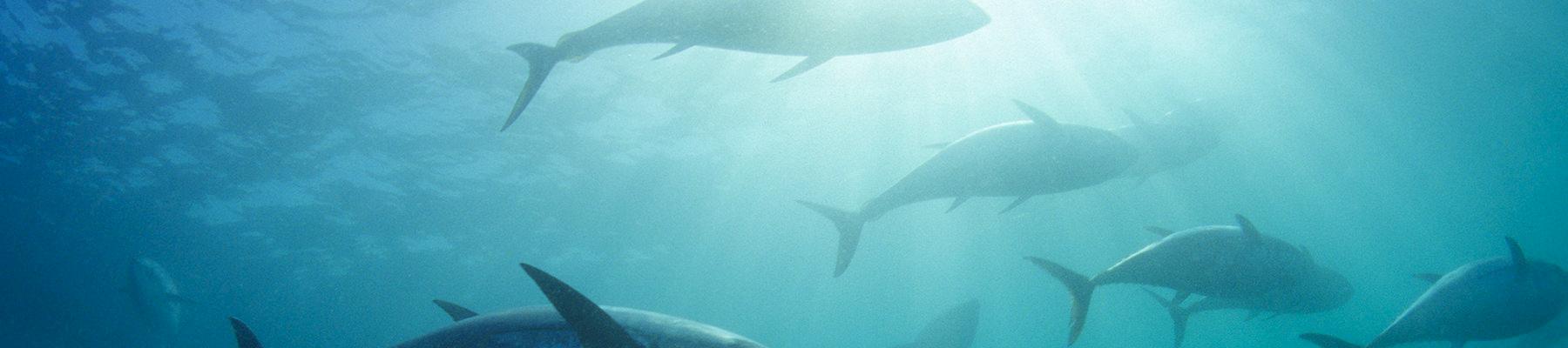 A school of Southern Bluefin Tuna © naturepl.com/David Fleetham/WWF