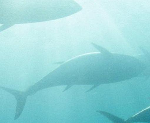Southern Bluefin Tuna market in China