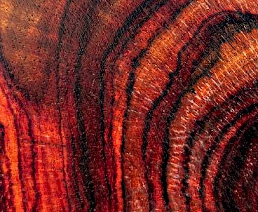 Global Wood Trade Conference 2022 Nanning China: Engaging China’s Champions of Change Towards Responsible Rosewood Consumption