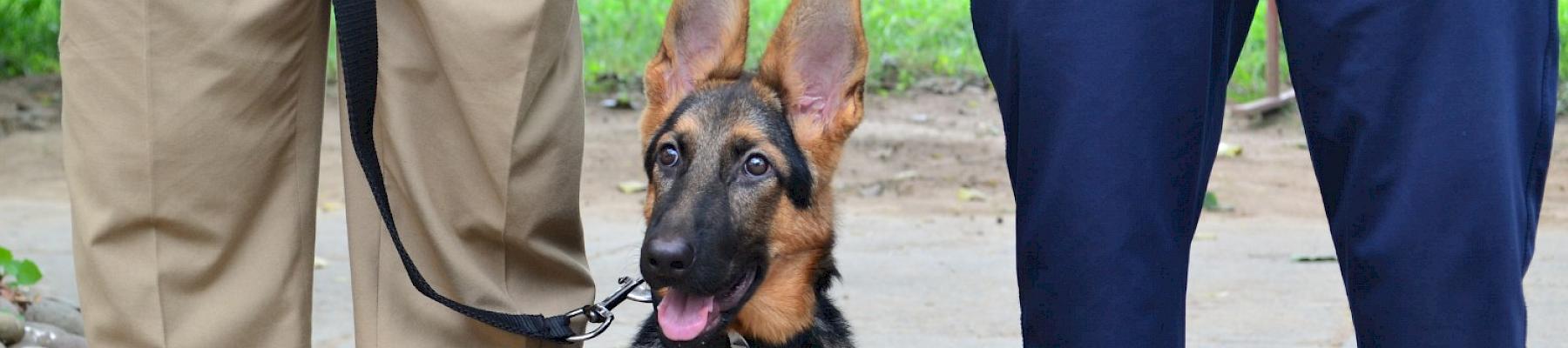 New recruit Stella with handler. Image by Astha Gautam/ TRAFFIC