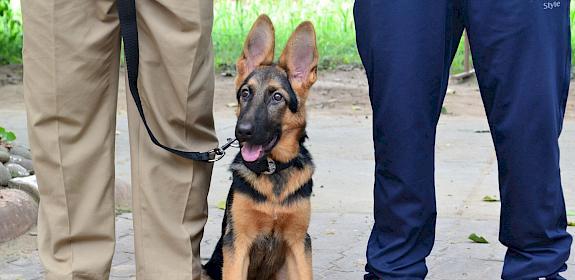 New recruit Stella with handler. Image by Astha Gautam/ TRAFFIC