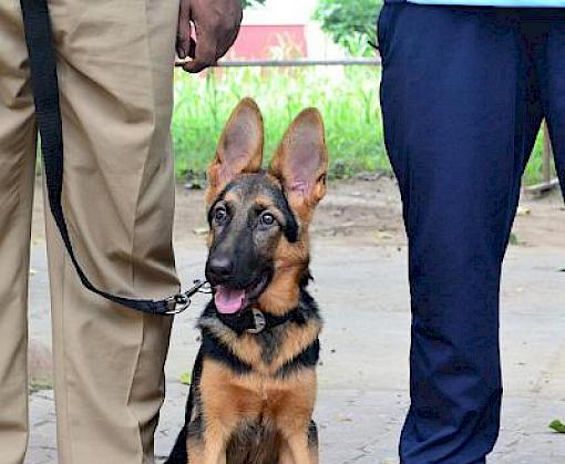 India's wildlife super sniffer dog squad expands: Six young dogs begin training
