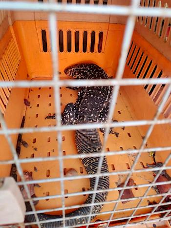 Seizure of Indonesian reptiles in the Philippines makes case for