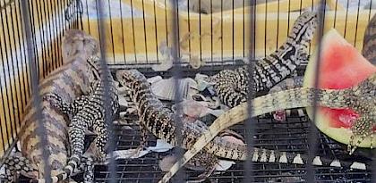 Seizure of Indonesian reptiles in the Philippines makes case for greater cross-border cooperation