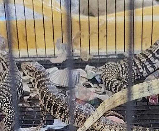 Seizure of Indonesian reptiles in the Philippines makes case for greater cross-border cooperation