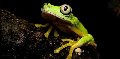 IUCN/TRAFFIC Analyses of CITES CoP19 listing Proposals available online