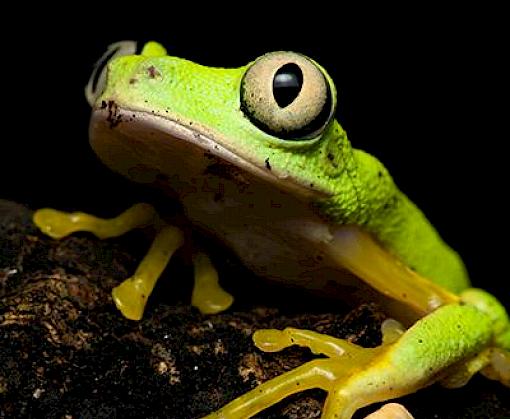 IUCN/TRAFFIC Analyses of CITES CoP19 listing Proposals available online
