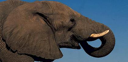 Loxodonta africana African elephant Adult bull drinking Sub-Sarahan Africa © Martin Harvey / WWF