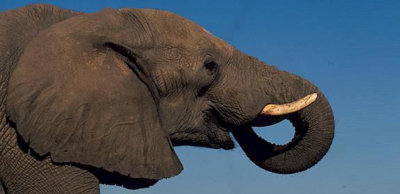 Loxodonta africana African elephant Adult bull drinking Sub-Sarahan Africa © Martin Harvey / WWF