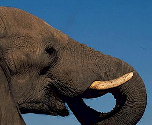 Update: online ivory trade in Japan