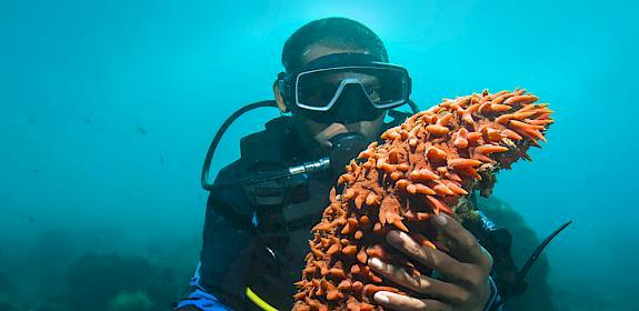 Sea Cucumber © e2dan / shutterstock