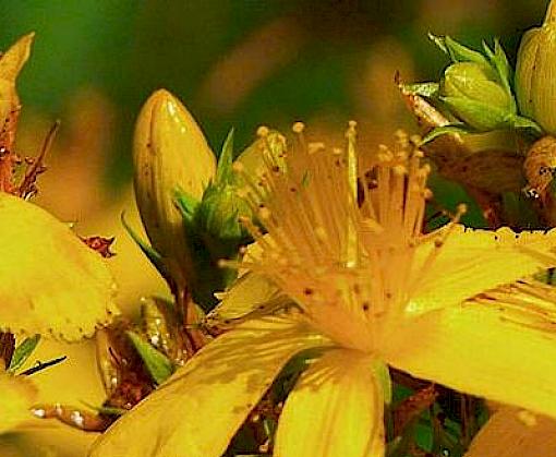 “FairWild Week” to champion sustainable wild plant harvesting
