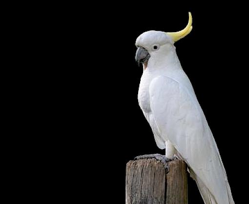 Farmed or Poached? The trade of live Indonesian Bird Species in the Philippines