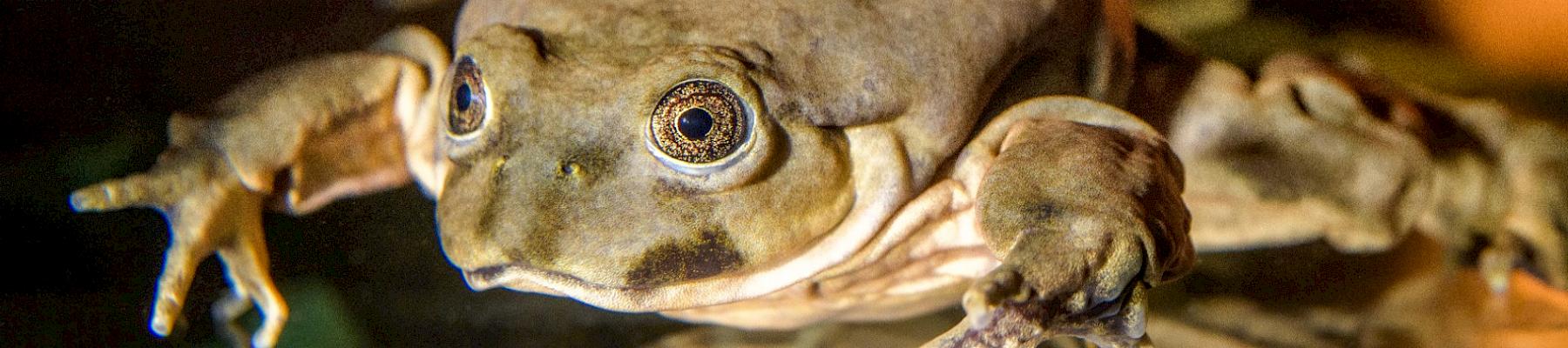 Titicaca water frog. Image by Petr Hamerník