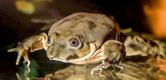 Titicaca water frog. Image by Petr Hamerník