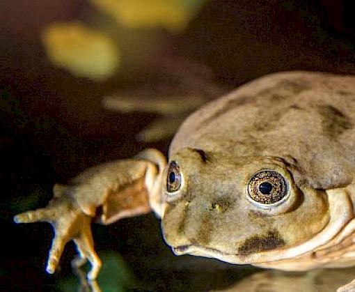 Sharing behaviour change techniques to tackle illegal CITES-listed wildlife trade in Latin America and Caribbean