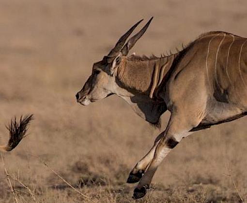 New plan of action to combat illegal wildlife trade in Central Africa