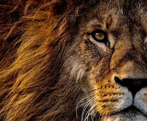 Big Cats on CITES Agenda: report on legal and illegal trade released