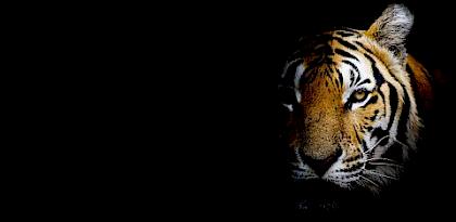 Skin and Bones: Tiger Trafficking Analysis from January 2000–June 2022