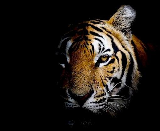 Skin and Bones: Tiger Trafficking Analysis from January 2000–June 2022