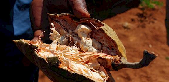 Baobab seed oil is used as a cosmetic ingredient while the Baobab powder is used as a food and beverage ingredient, often marketed as a superfood.