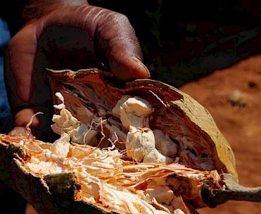How big brand collaboration can nurture sustainable trade of wild-harvested ingredients