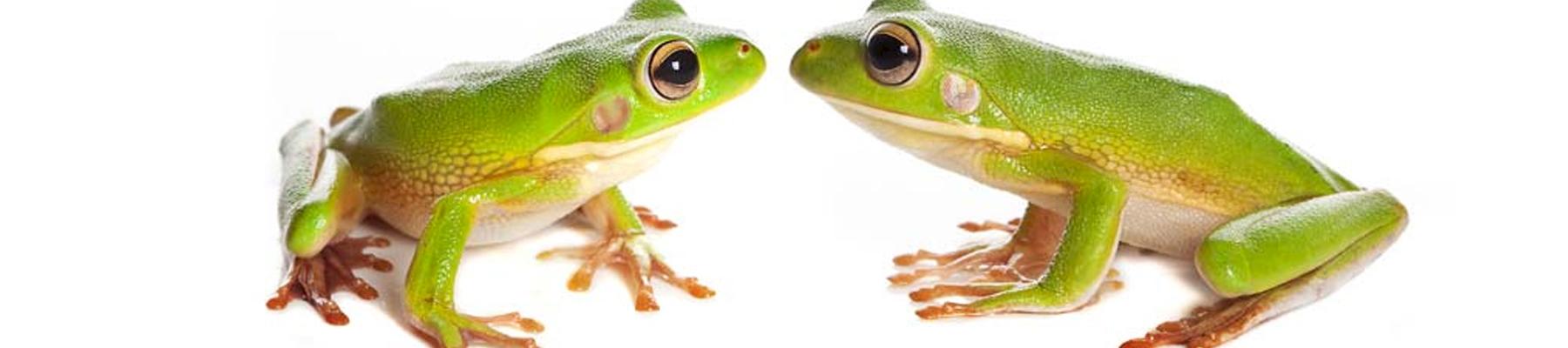White-lipped Tree-frogs Nyctimystes infrafrenatus: Indonesia's Captive Breeding Production Plan sets a quota 67 times higher than the animal's reproductive rate © Photowitch/Dreamstime.com