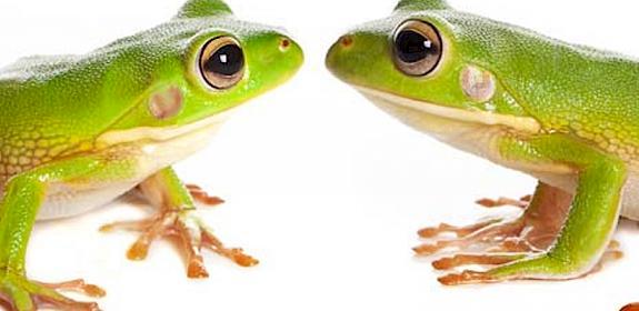White-lipped Tree-frogs Nyctimystes infrafrenatus: Indonesia's Captive Breeding Production Plan sets a quota 67 times higher than the animal's reproductive rate © Photowitch/Dreamstime.com