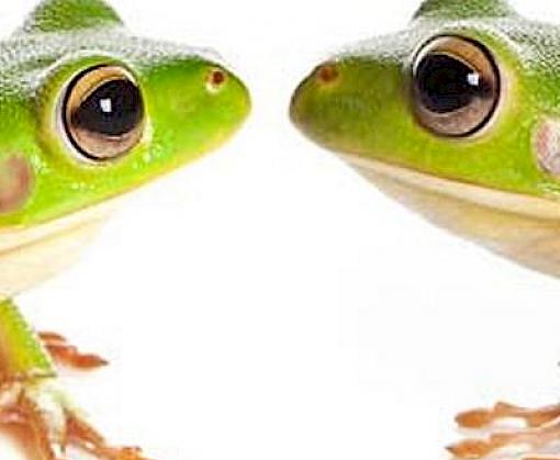 Flawed Indonesian captive breeding plan facilitates wildlife laundering