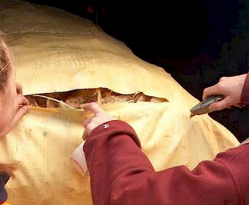 A Turning Point In Combating Illegal Trade: Revised EU Action Plan Against Wildlife Trafficking