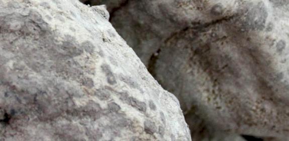 processed sea cucumbers © WWF-Hong Kong / Allen To