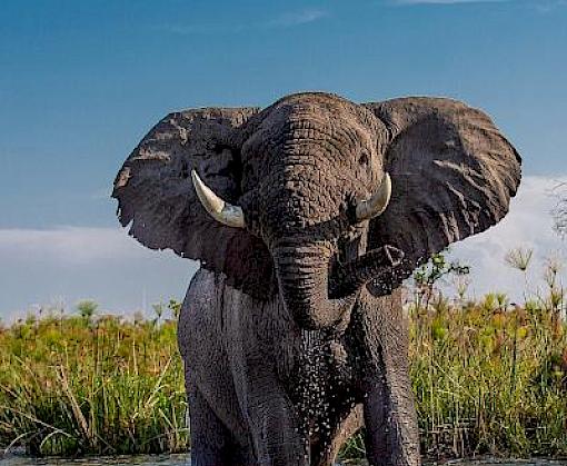 CITES CoP19 Summary