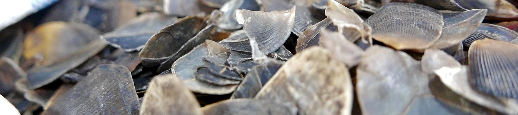 288kg of pangolin scales were seized at Kuala Lumpur airport © TRAFFIC