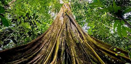 Strengthen alliances to counter environmental corruption – new practitioners forum with Transparency International, WWF, TRAFFIC and the Basel Institute on Governance