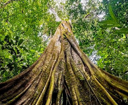 Strengthen alliances to counter environmental corruption – new practitioners forum with Transparency International, WWF, TRAFFIC and the Basel Institute on Governance