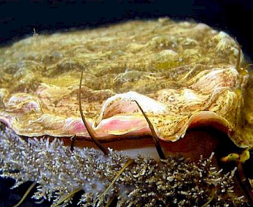 First-ever global Red List assessment of abalone underlines urgency of combatting illegal trade