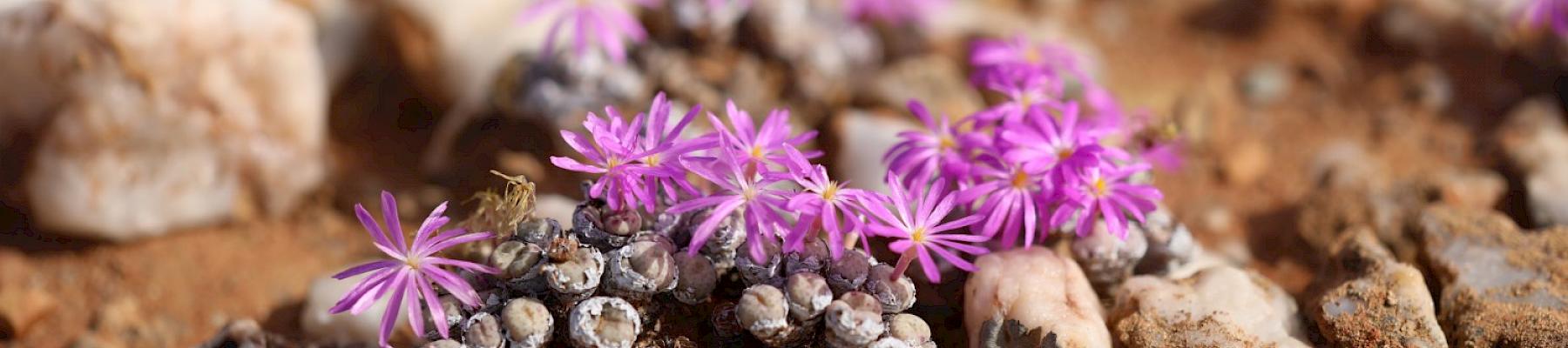 © Mike Spies / Namaqua Tours