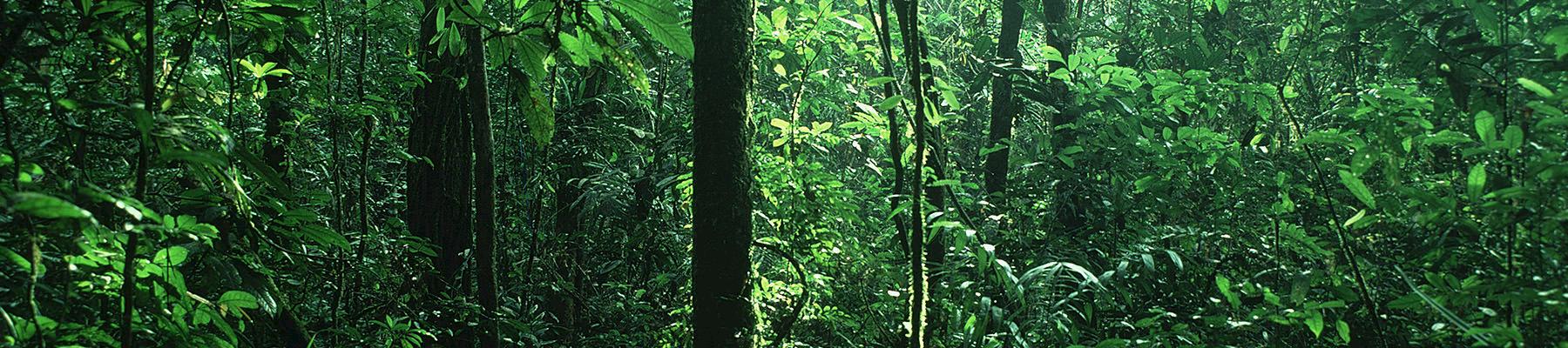 Forest landscape in Cameroon © Mauri Rautkari / WWF