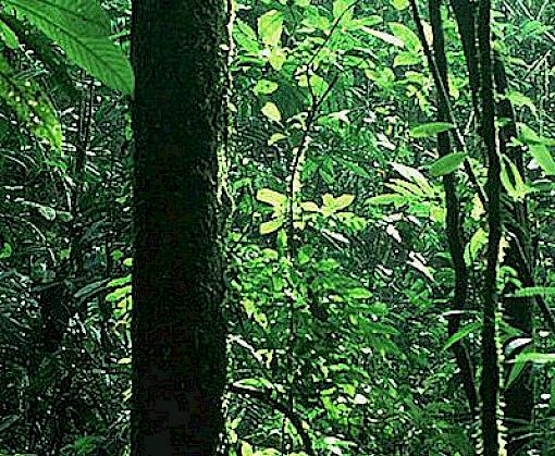 World Environment Day - helping re-connect people with the benefits of nature