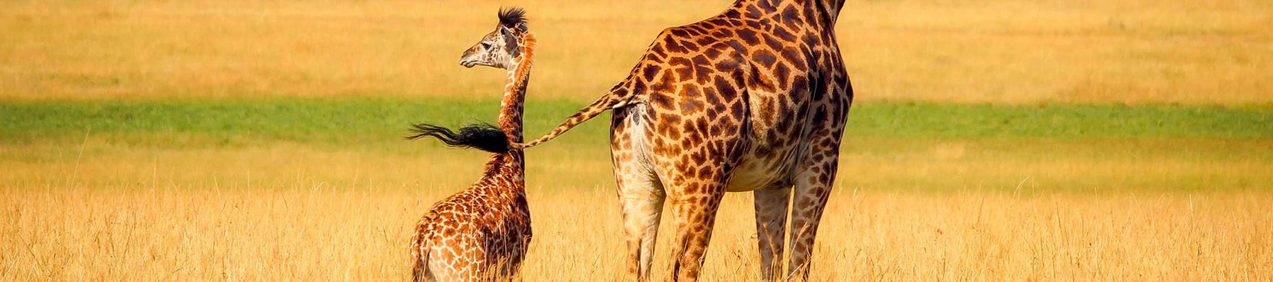 Giraffes © pixabay.com